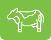 Dairy Forage
