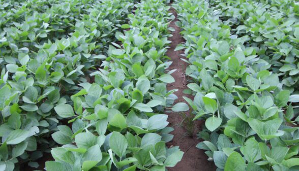 soybean field