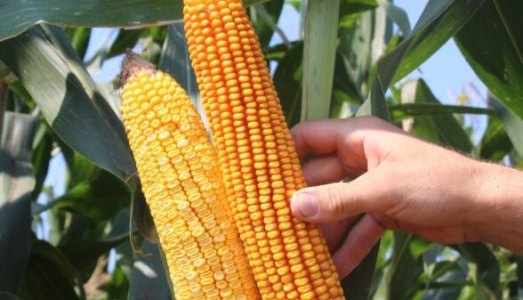 ears of corn
