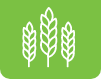 Cover Crops